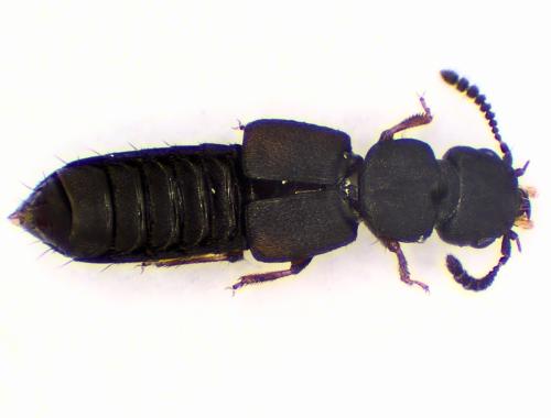 Réf. 359 834 : Anotylus tetracarinatus